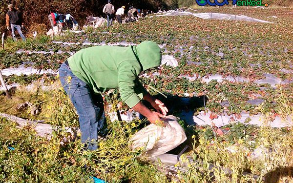agriculutores-Valle-Nuevo