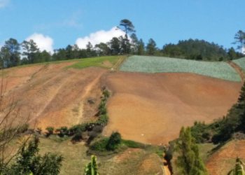 vallle nuevo siembra