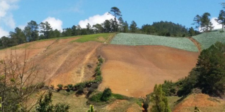 vallle nuevo siembra