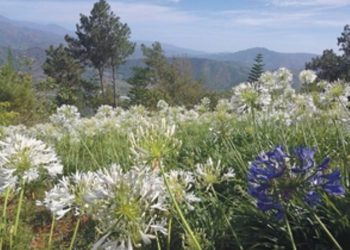 flores-color-van-por-la-vereda