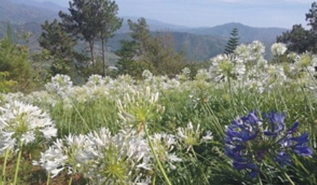 flores-color-van-por-la-vereda