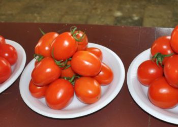 Tomates variedad en Sabana Larga