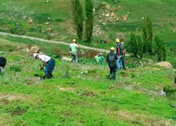 reforestacion valle nuevo 1 650x365