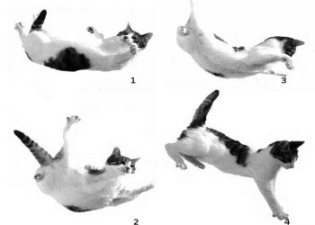 No os desesperéis, caerán todos los gatos de Lava Jato