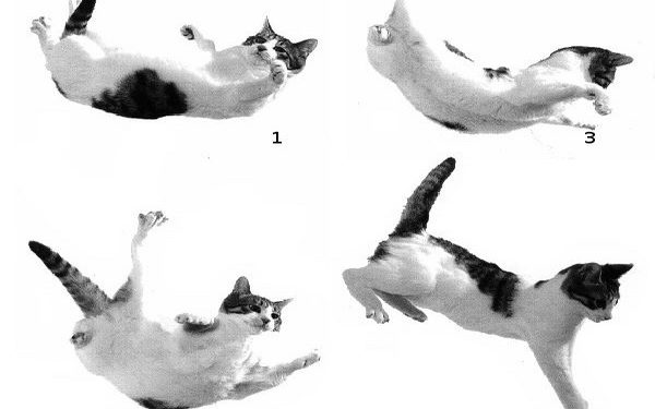 No os desesperéis, caerán todos los gatos de Lava Jato