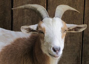 ADP: chivo espiatorio de un sistema irresponsable y corrupto