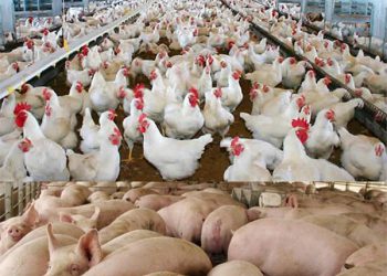 Cerdos-y-pollos-medidas-ayuntamiento