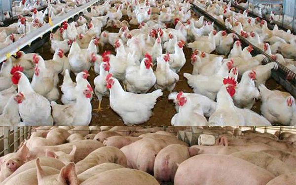 Cerdos-y-pollos-medidas-ayuntamiento