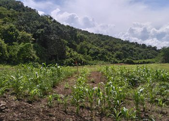 Finca-3