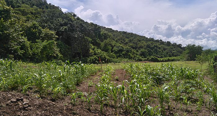 Finca-3