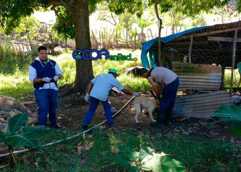 Vacunacion-peroos-y-gatos-ocoa