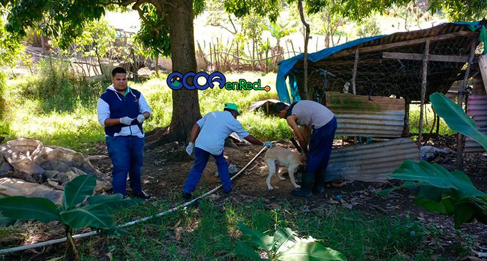 Vacunacion-peroos-y-gatos-ocoa