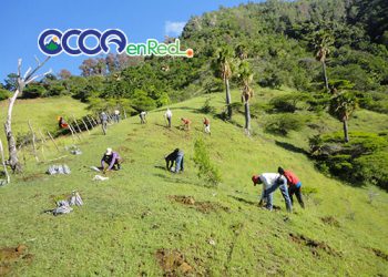 jornada de reforestacion