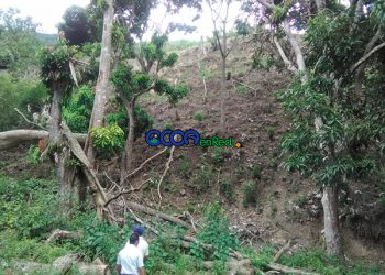 Deforestacion Parra O