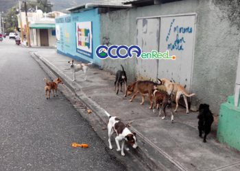 Perros parques Ocoa