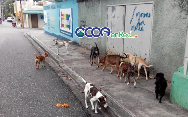 Perros parques Ocoa