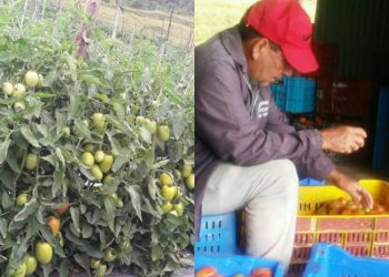 felix tomate 650x650