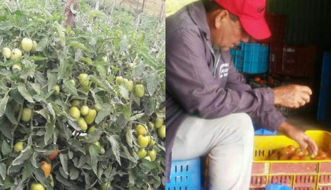 felix tomate 650x650