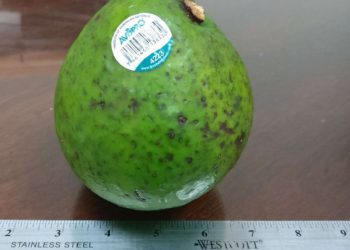 aGUACATE CARLA