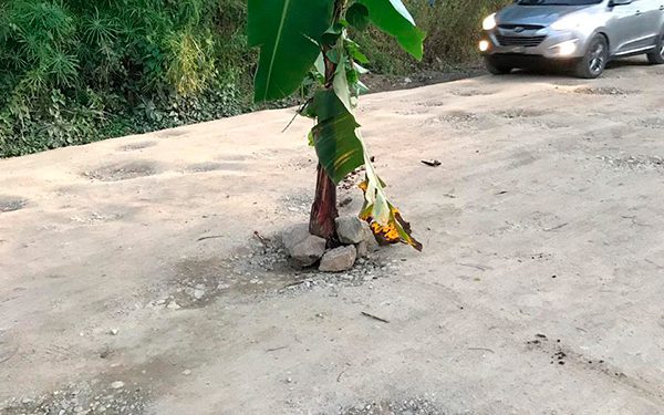 Mata platanos carretera Nizao Rancho Arriba