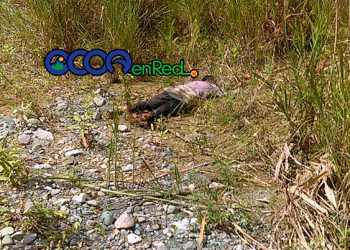 haitiano muertos rio nizao 26 octubre de 2018