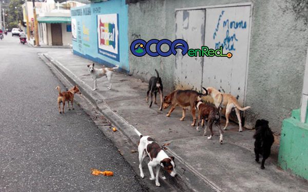PERROS OCOA