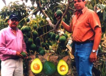 Productor dominicano de aguacuate 1024x550