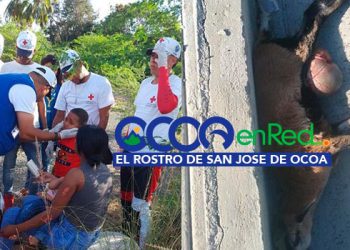 accidente heridos ovejo