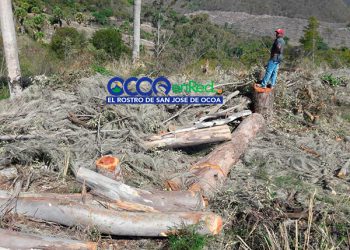 Arboles bartolo El Canal