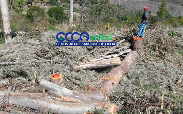 Arboles bartolo El Canal