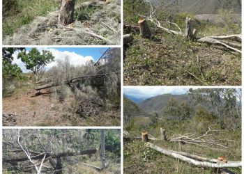 arboles tumbados por Bartolo