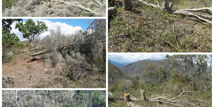 arboles tumbados por Bartolo
