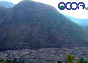 cerquillo loma rincon pino