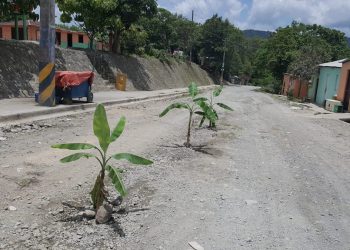 Platanos carrtera Nizao Rancho Arriba