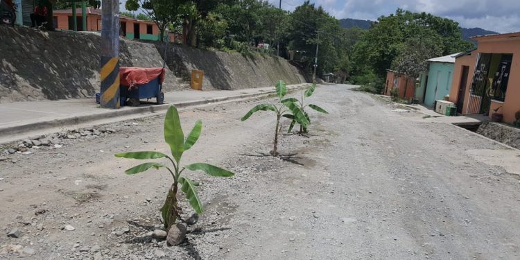 Platanos carrtera Nizao Rancho Arriba
