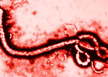ebola ebola
