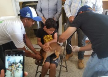 jornada vacunacion perros