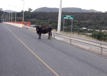 Vaca Puente Sabana Larga