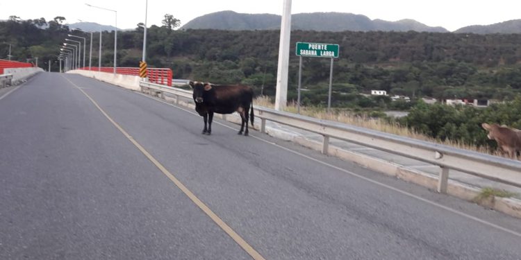 Vaca Puente Sabana Larga