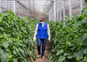 Rancho Arriba: En el país siempre habrá qué comer