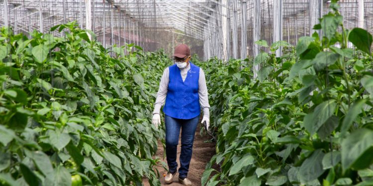 Rancho Arriba: En el país siempre habrá qué comer