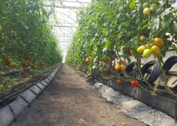 VIDEO: Productor agrícola dice tener pérdidas de unos 9 millones de pesos por coronavirus; pide apoyo del Gobierno