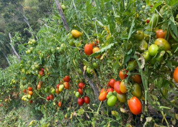 Agricultores al “rojo vivo” por coronavirus en El Pinar de Ocoa