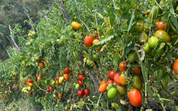 Agricultores al “rojo vivo” por coronavirus en El Pinar de Ocoa
