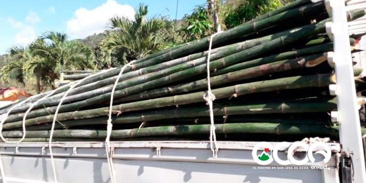 Comisión Medio Ambiente Fundación Ocoa de Pie pide investigar daños a la flora y fauna en Ocoa