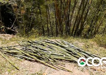 Comunicador denuncia corte indiscriminada de bambú próximo al rio Nizao y presa
