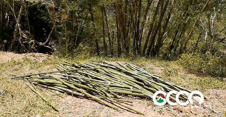 Comunicador denuncia corte indiscriminada de bambú próximo al rio Nizao y presa