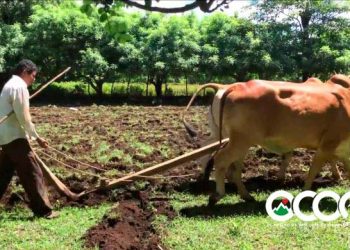 Fundación Ocoa de Pie felicita a los agricultores en su día