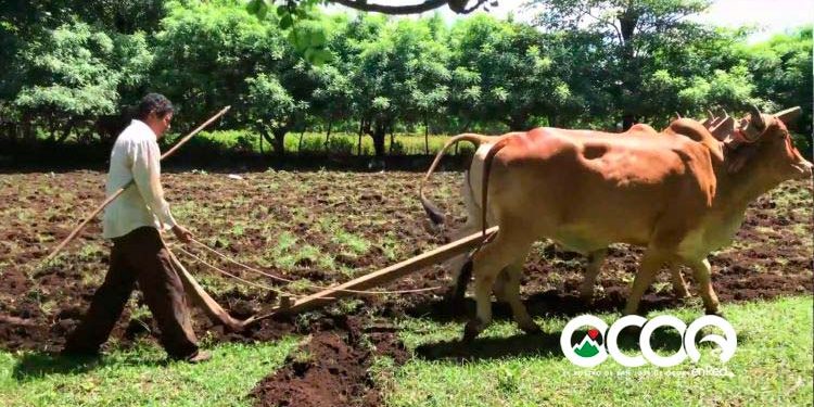 Fundación Ocoa de Pie felicita a los agricultores en su día