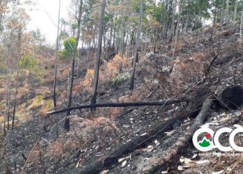 Desaprensivos queman pinos y otras especies en cabecera acueducto Rancho Arriba